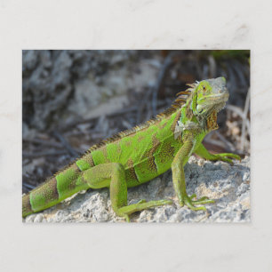 Stängning av iguana i Nyckel Väster Florida Vykort