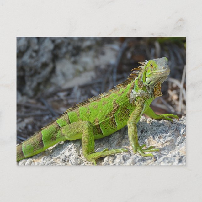 Stängning av iguana i Nyckel Väster Florida Vykort (Framsida)