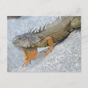 Stängning av iguana i Nyckel Väster Florida Vykort