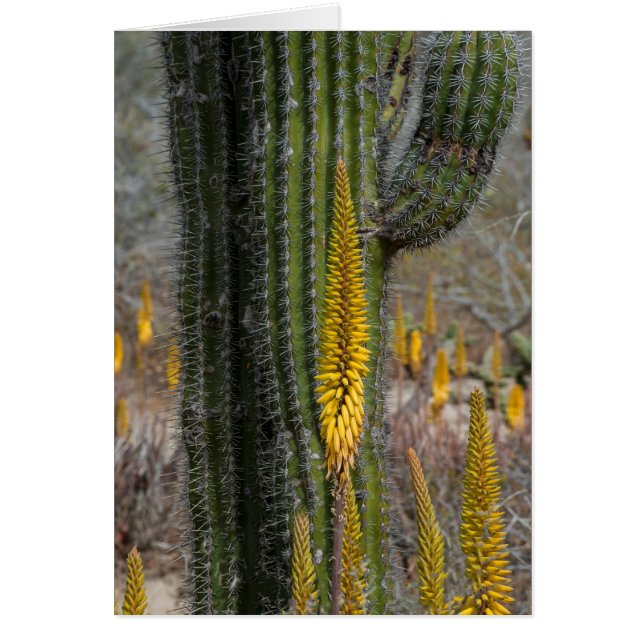 Stängning av kaktus och Agave Hälsningskort (Framsidan)