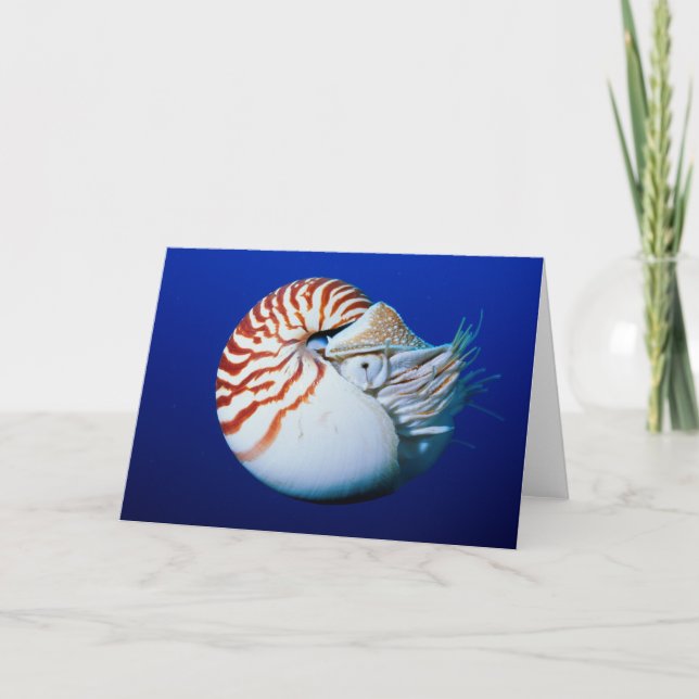 Stängning av kammade Nautilus Kort (Framsida)