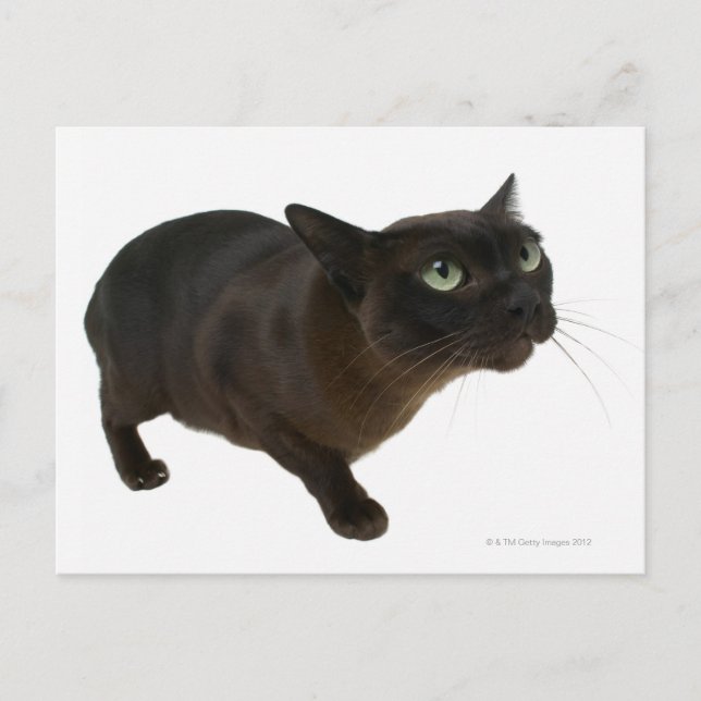 Stängning av katt 2 vykort (Framsida)