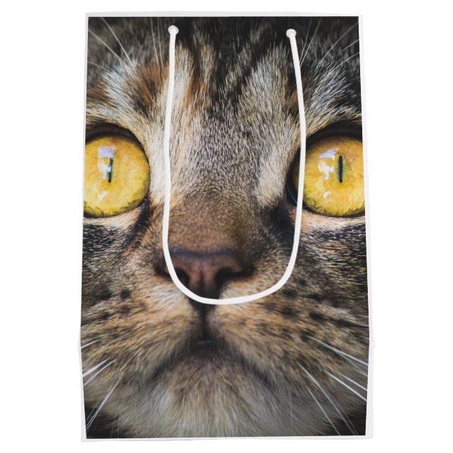 Stängning av katt med Gult Öga (Baksidan)