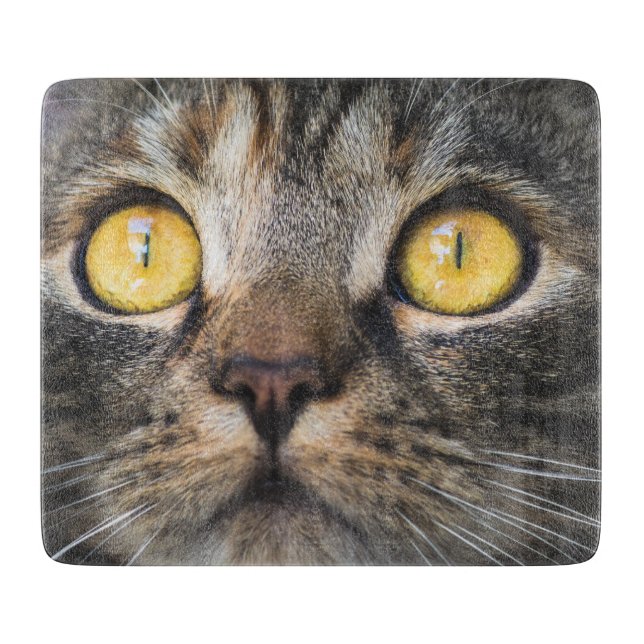 Stängning av katt med Gult Öga (Framsidan)