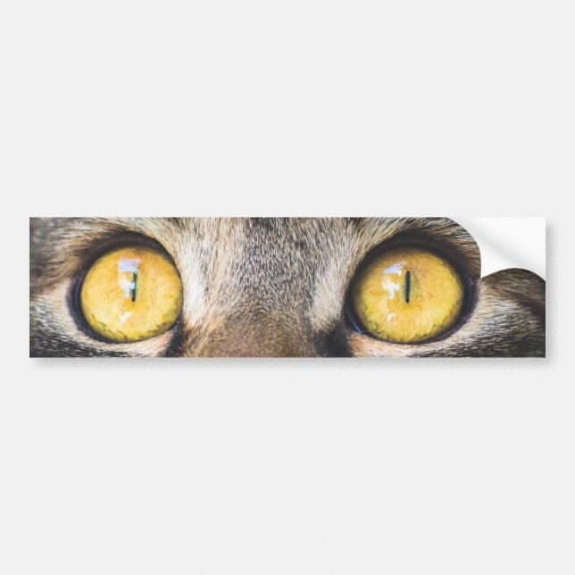 Stängning av katt med Gult Öga Bildekal (Framsidan)