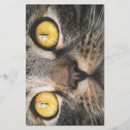 Stängning av katt med Gult Öga Brevpapper