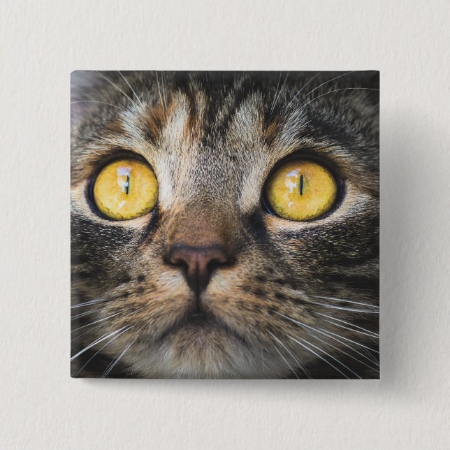 Stängning av katt med Gult Öga Knapp (Framsida)