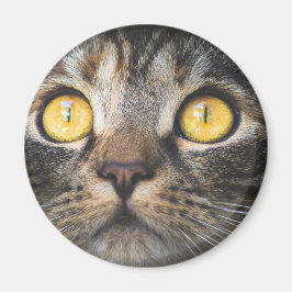 Stängning av katt med Gult Öga Magnet