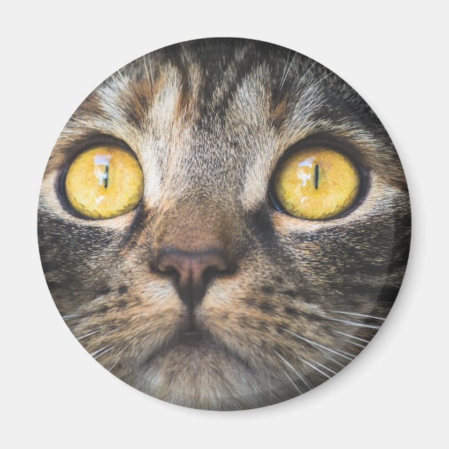 Stängning av katt med Gult Öga Magnet (Framsidan)