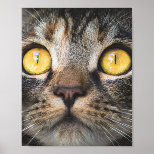Stängning av katt med Gult Öga Poster