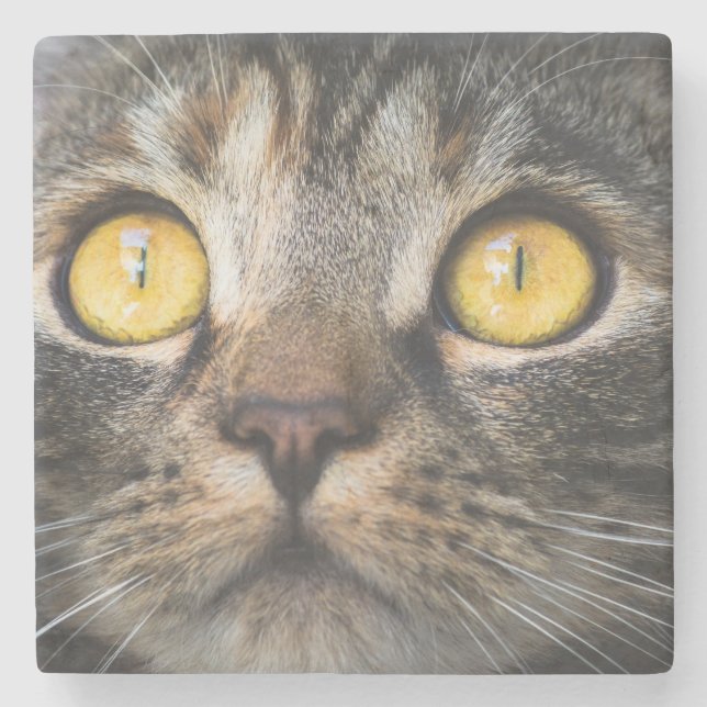 Stängning av katt med Gult Öga Stenunderlägg (Framsidan)