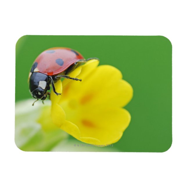 Stängning av Ladybug Magnet (Horisontell)