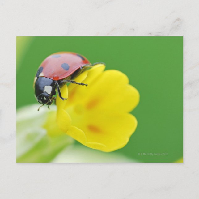 Stängning av Ladybug Vykort (Framsida)