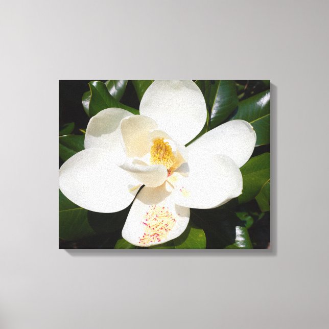 Stängning av magnolia grandiflora på kanvastryck (Framsida)