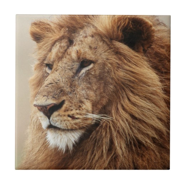 Stängning av manlig Lejon Kakelplatta (Framsidan)