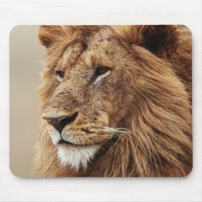 Stängning av manlig Lejon Musmatta (Framsidan)