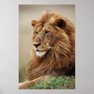 Stängning av manlig Lejon Poster