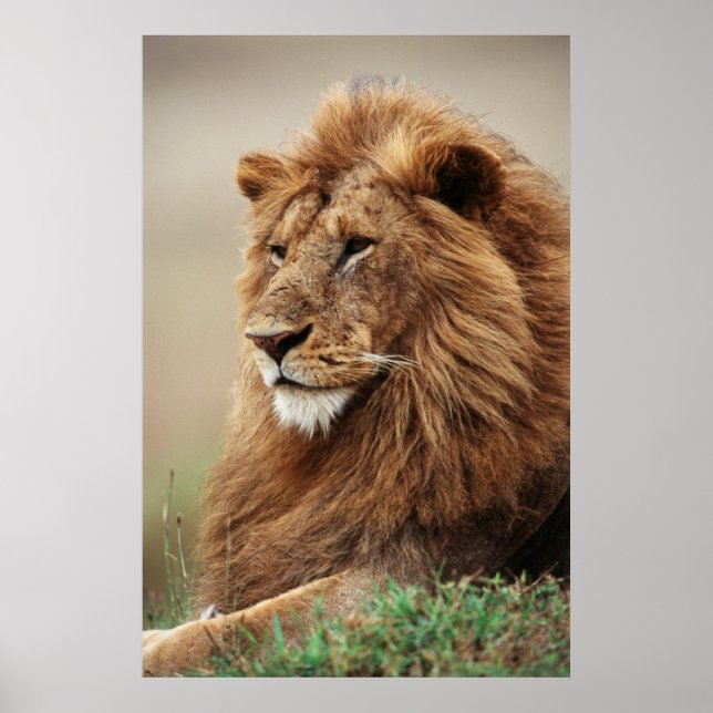 Stängning av manlig Lejon Poster (Framsidan)