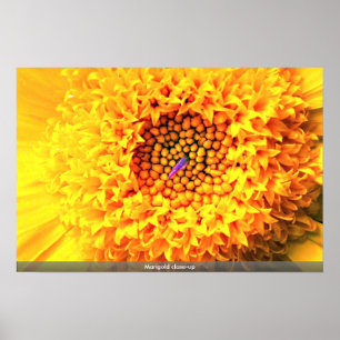 Stängning av Marigold Poster