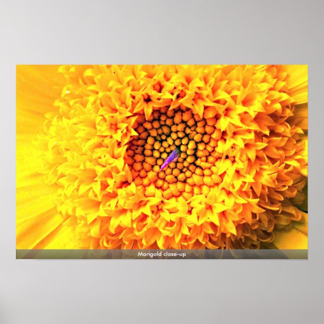 Stängning av Marigold Poster (Framsidan)