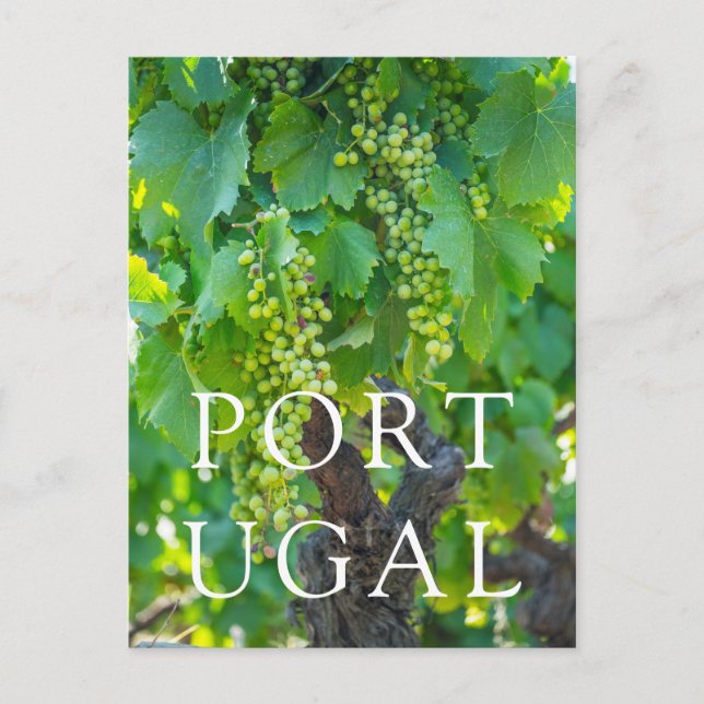 Stängning av mognadslagrade druvor vykort (Framsida)