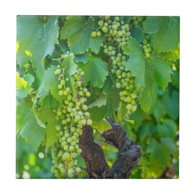 Stängning av mognande druvor kakelplatta (Framsidan)