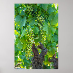 Stängning av mognande druvor poster