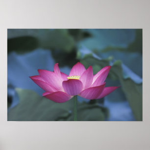 Stängning av röd lotus-blomma och grönt löv. poster