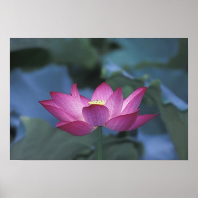 Stängning av röd lotus-blomma och grönt löv. poster (Framsidan)