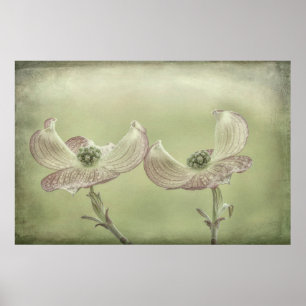 Stängning av Rosa Dogwood-Blommar Seabeck, WA Poster