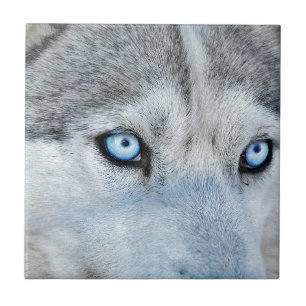 Stängning av Siberian husky med Blue Ögon Kakelplatta