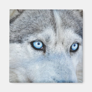 Stängning av Siberian husky med Blue Ögon Magnet