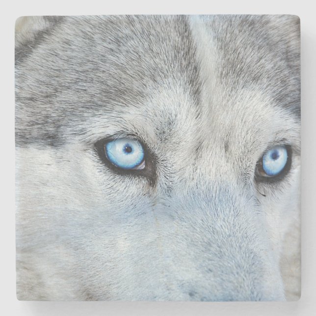 Stängning av Siberian husky med Blue Ögon Stenunderlägg (Framsidan)