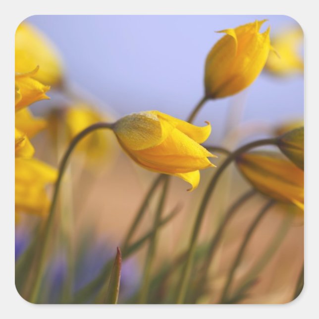 Stängning av skyddsmedel fyrkantigt klistermärke (Framsida)