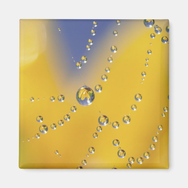 Stängning av spindelnät med daggdroppar magnet (Framsidan)