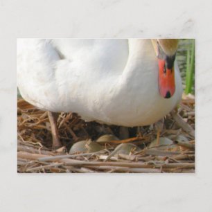 Stängning av Svan Eggs Postcard Vykort