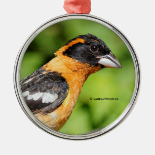 Stängning av svart-Headed Grosbeak Songbird Julgransprydnad Metall