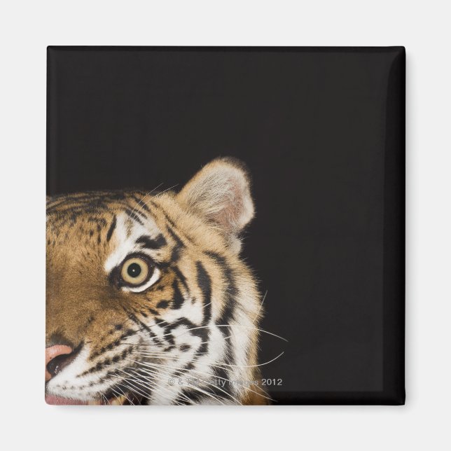 Stängning av tigerns ansikte magnet (Framsidan)