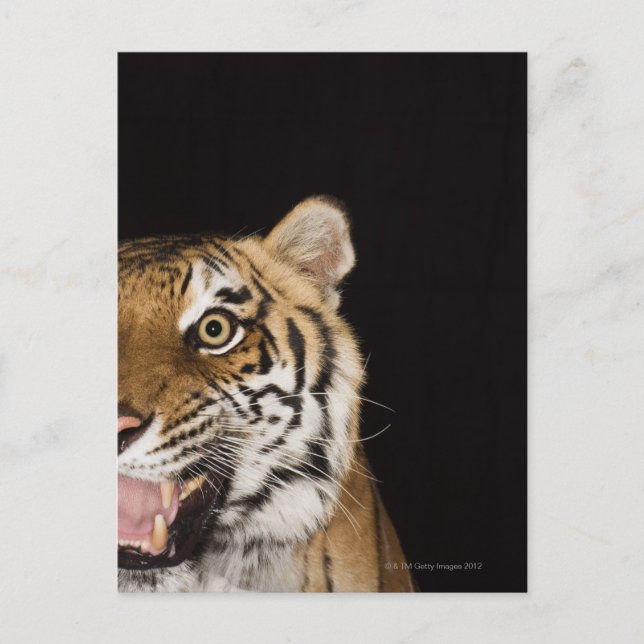 Stängning av tigerns ansikte vykort (Framsida)