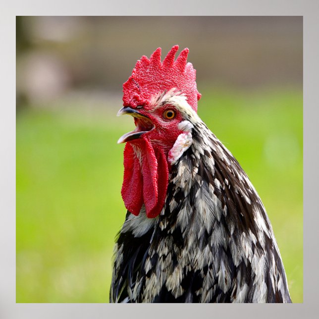 Stängning av tupp poster (Framsidan)