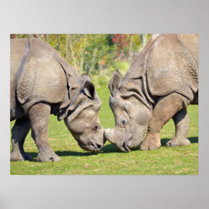 Stängning av två indiska noshörningar poster