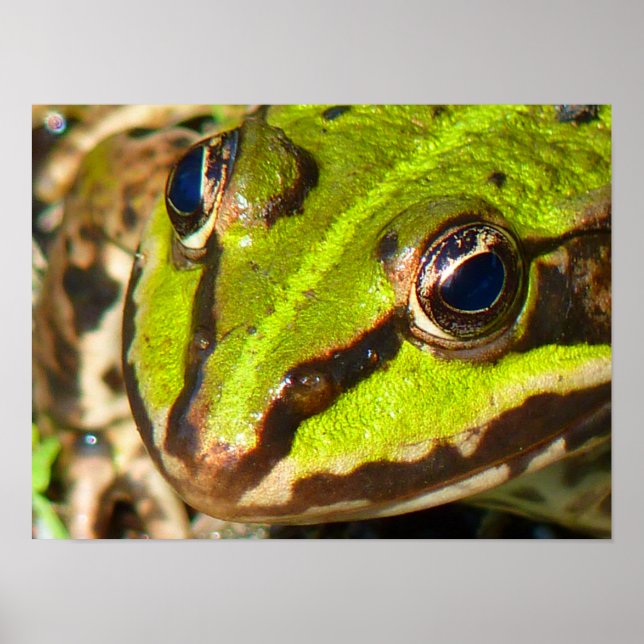 Stängning av Vatten Frog Poster (Framsidan)