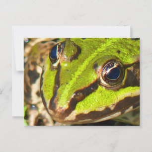 Stängning av Vatten Frog Vykort