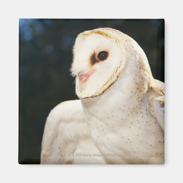 Stängning av vild uggla magnet (Framsidan)