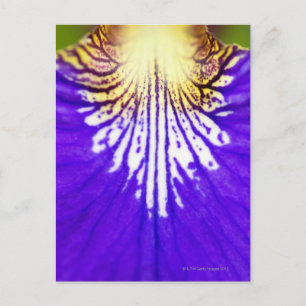 Stängning av vilda blommor, blå flagga Iris (Iris) Vykort