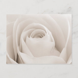 Stängning av Vit ros Petals Vykort
