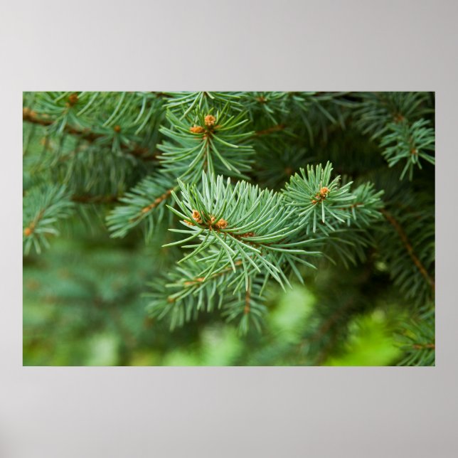 Stängning gräs träd poster (Framsidan)