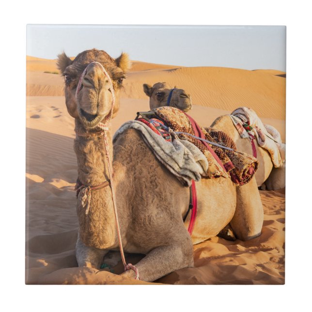Stängning på Camel i Oman-öknen Kakelplatta (Framsidan)
