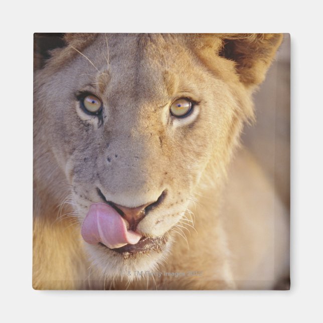 Stängning porträtt av en ung lejon man ljugande magnet (Framsidan)