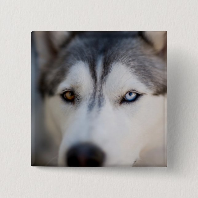 Stängningsbok för en Alaska Malamute Knapp (Framsida)